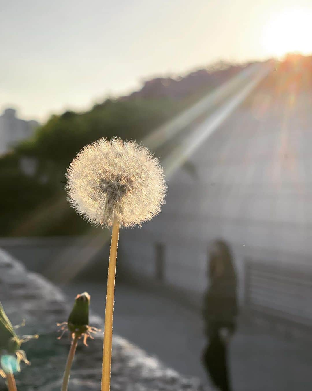 リュ・スヨンさんのインスタグラム写真 - (リュ・スヨンInstagram)「#민들레   #dandelion」4月18日 18時36分 - suyoung_ryu