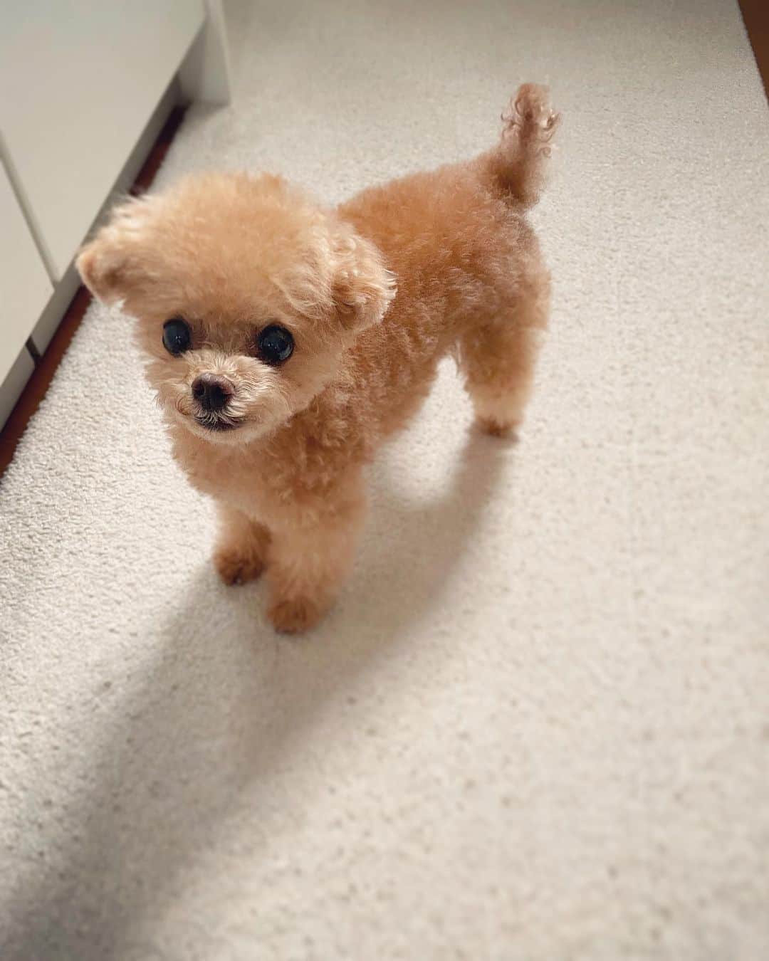 ふわのインスタグラム：「なんか… かわいい。  #toypoodle#toypoodlegram#dogsofinstagram#instadog#doglover#doglife#cutedog#dog#fuwamama#ふわ#トイプードル#ふわもこ部#犬バカ部#親バカ部#犬のいる暮らし#いぬすたぐらむ#かわいい」