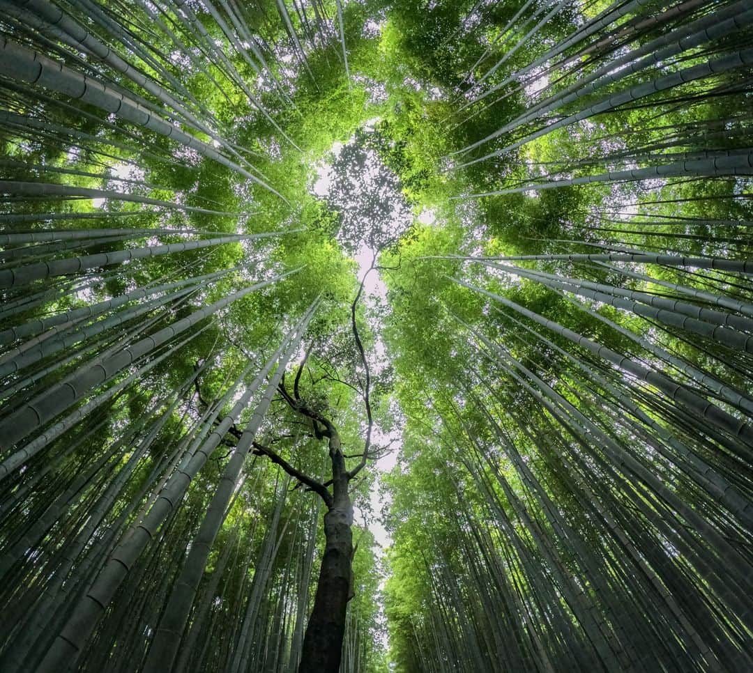のインスタグラム：「竹林の中心から見上げる景色 🎋 📍 京都 #嵐山 📷 Jack Matkevich + #GoProHERO11 Black ・ ・ ・ #GoPro #GoProJP #GoProTravelJapan #TravelJapan #Bamboo #竹林 #京都 #竹」