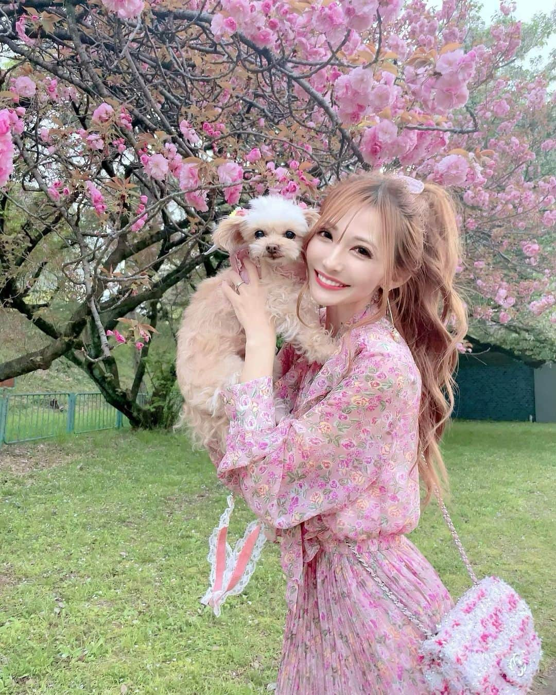 寿リリカさんのインスタグラム写真 - (寿リリカInstagram)「♡ お花見ピクニックわん🌸🐶🌸 ♡ #ちわぷー #チワプー #チワプー女の子」4月18日 19時07分 - ririkakotobuki