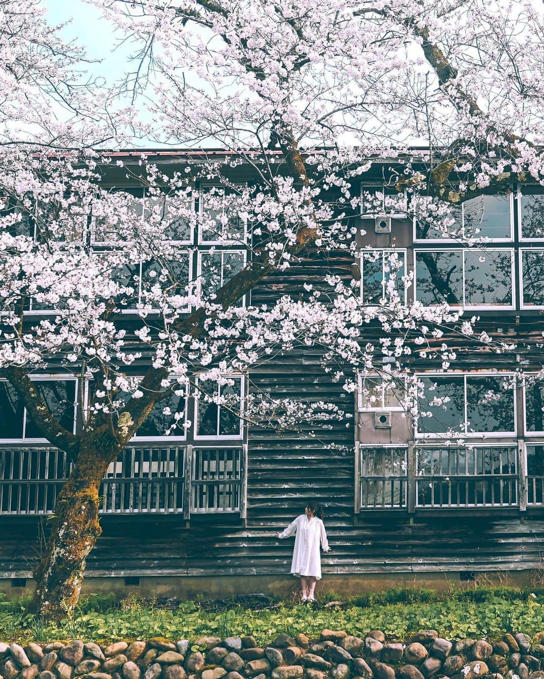 yukiさんのインスタグラム写真 - (yukiInstagram)「#桜 #木造校舎 #桜スポット  ・ ・ 『桜咲く季節に…』 The scenery we have seen Another story  ・ ・ __________________________ 日々の撮影記事やコラム更新中！ ・・・・・・・・・・・・・・・ ◉FAN限定サイト◉ https://www.fansnet.jp/sty830 __________________________  #instagram #instagramjapan #bestjapanpics #wonderful_places #hello_worldpics #earthfocus #earthofficial #beautifuldestinations #fantastic_earth #travelanddestinations  #awesomepix #visualambassadors #earthpix #visitjapanjp #travelingthroughtheworld #artofvisuals #bestplacestogo #discoverer #welivetoexplore #tokyocameraclub」4月18日 19時16分 - sty830