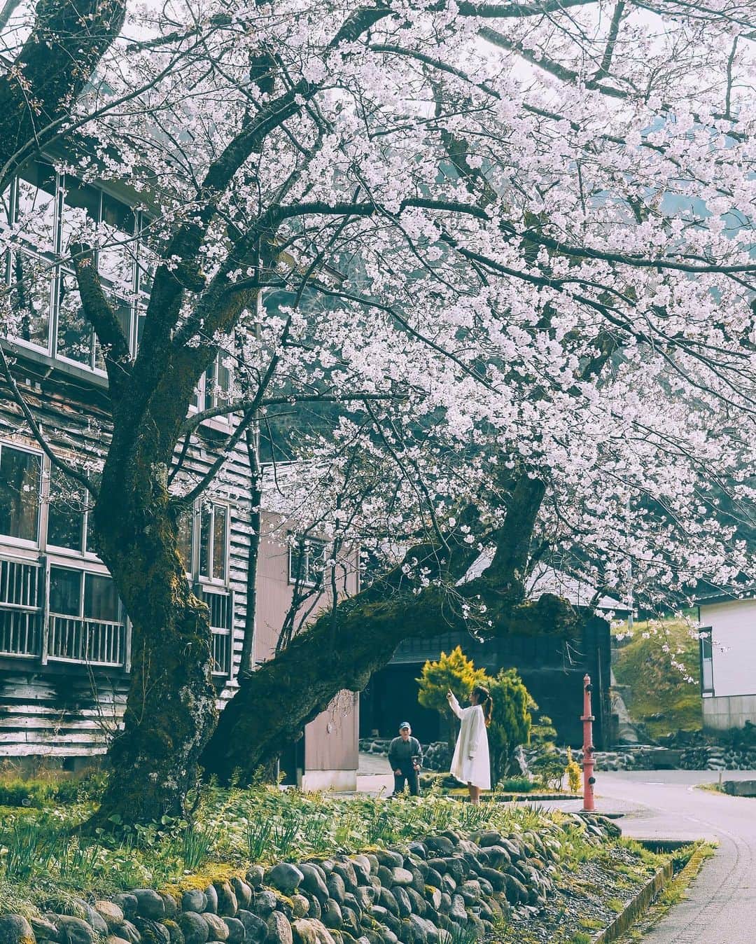 yukiさんのインスタグラム写真 - (yukiInstagram)「#桜 #木造校舎 #桜スポット  ・ ・ 『桜咲く季節に…』 The scenery we have seen Another story  ・ ・ __________________________ 日々の撮影記事やコラム更新中！ ・・・・・・・・・・・・・・・ ◉FAN限定サイト◉ https://www.fansnet.jp/sty830 __________________________  #instagram #instagramjapan #bestjapanpics #wonderful_places #hello_worldpics #earthfocus #earthofficial #beautifuldestinations #fantastic_earth #travelanddestinations  #awesomepix #visualambassadors #earthpix #visitjapanjp #travelingthroughtheworld #artofvisuals #bestplacestogo #discoverer #welivetoexplore #tokyocameraclub」4月18日 19時16分 - sty830