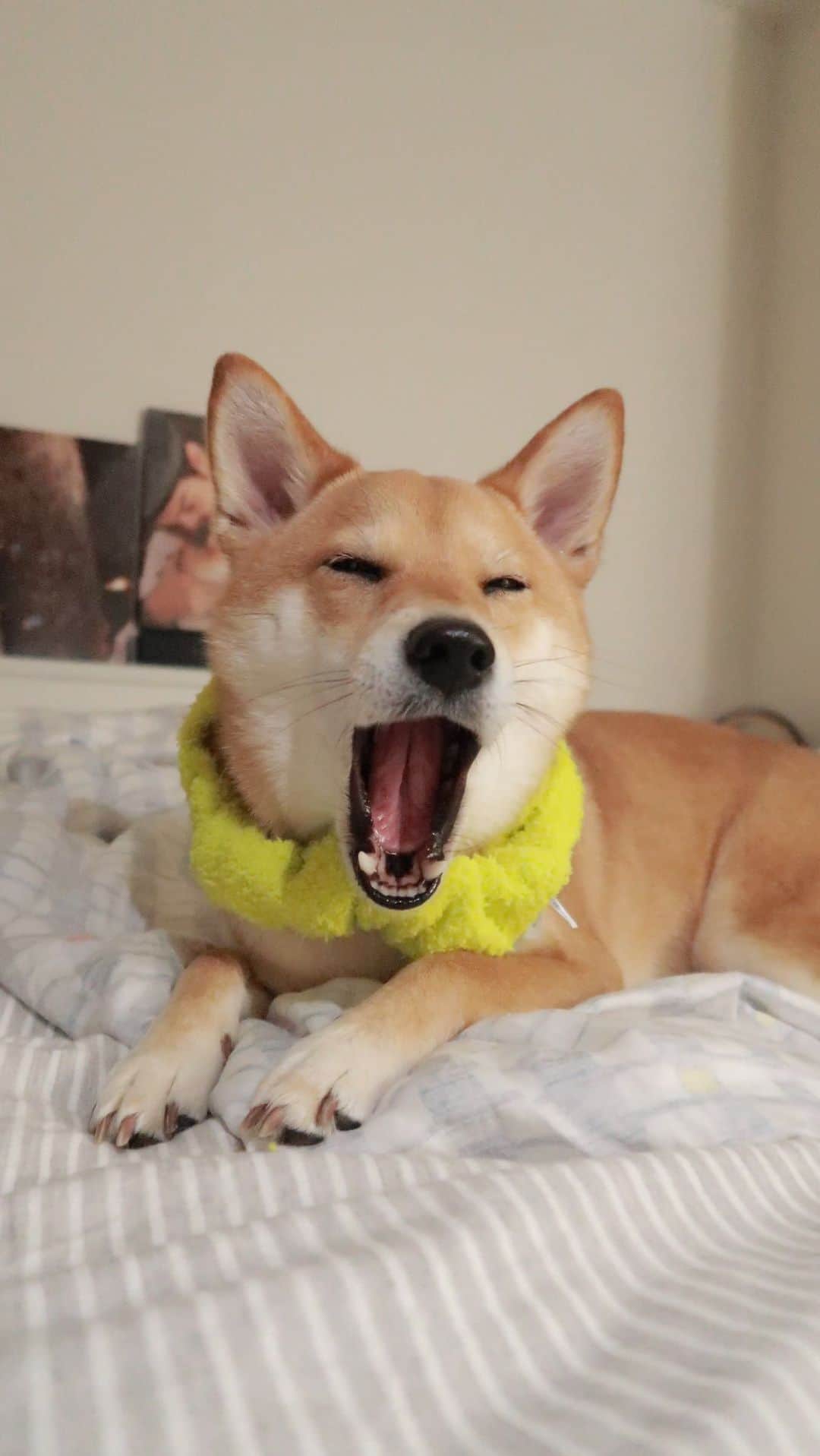 GUNOのインスタグラム：「How could you not fall in love with her? 🐕🐕🐕🐕🐕 #jessiwangdesu  #shibastagram  #shibainu  #柴柴  #柴犬  #耳  #台灣柴柴在日本」