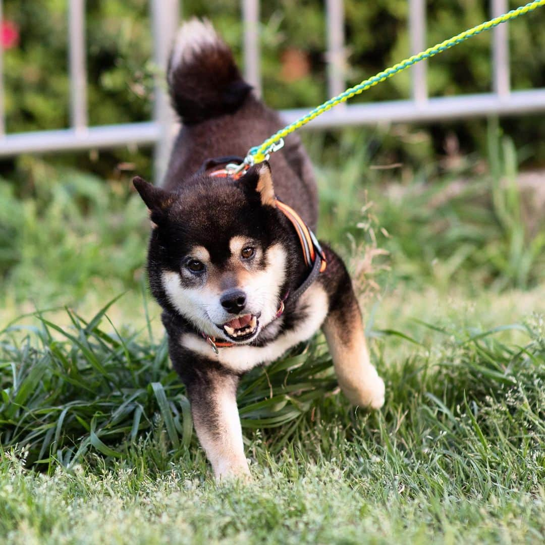 BlackRed shibasさんのインスタグラム写真 - (BlackRed shibasInstagram)「Good face! Yamato. . . #2023yamato #柴犬 #shiba #shibainu #dog #rescuedog #rupinasu卒業犬 #rupinasu  #黒柴犬 #cute #元保護犬 #rescuedogs #japan #japandog #元保護犬今は過保護 #NikonD5 #Nikon」4月18日 19時19分 - black_red_jp