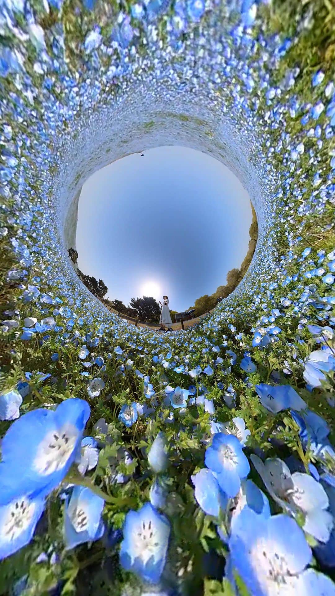 詩歩のインスタグラム：「📷 13rd April 2023   360 degree video of the Nemophila flower garden with #insta360 . Can you see the blue flower garden spread all over?  360度カメラでネモフィラ畑を撮ってみた📷一面に広がる青い花畑の様子、伝わりますか？✨  茨城県の写真はこのタグでまとめています / Photos of this area can be found in this tag.→ #shiho_ibaraki   ※周囲に人がいないことを確認して撮影しています  📍Hitachi Seaside Park , Ibaraki Japan / 茨城県 国営ひたち海浜公園 @hitachikaihin   ©︎Shiho/詩歩」