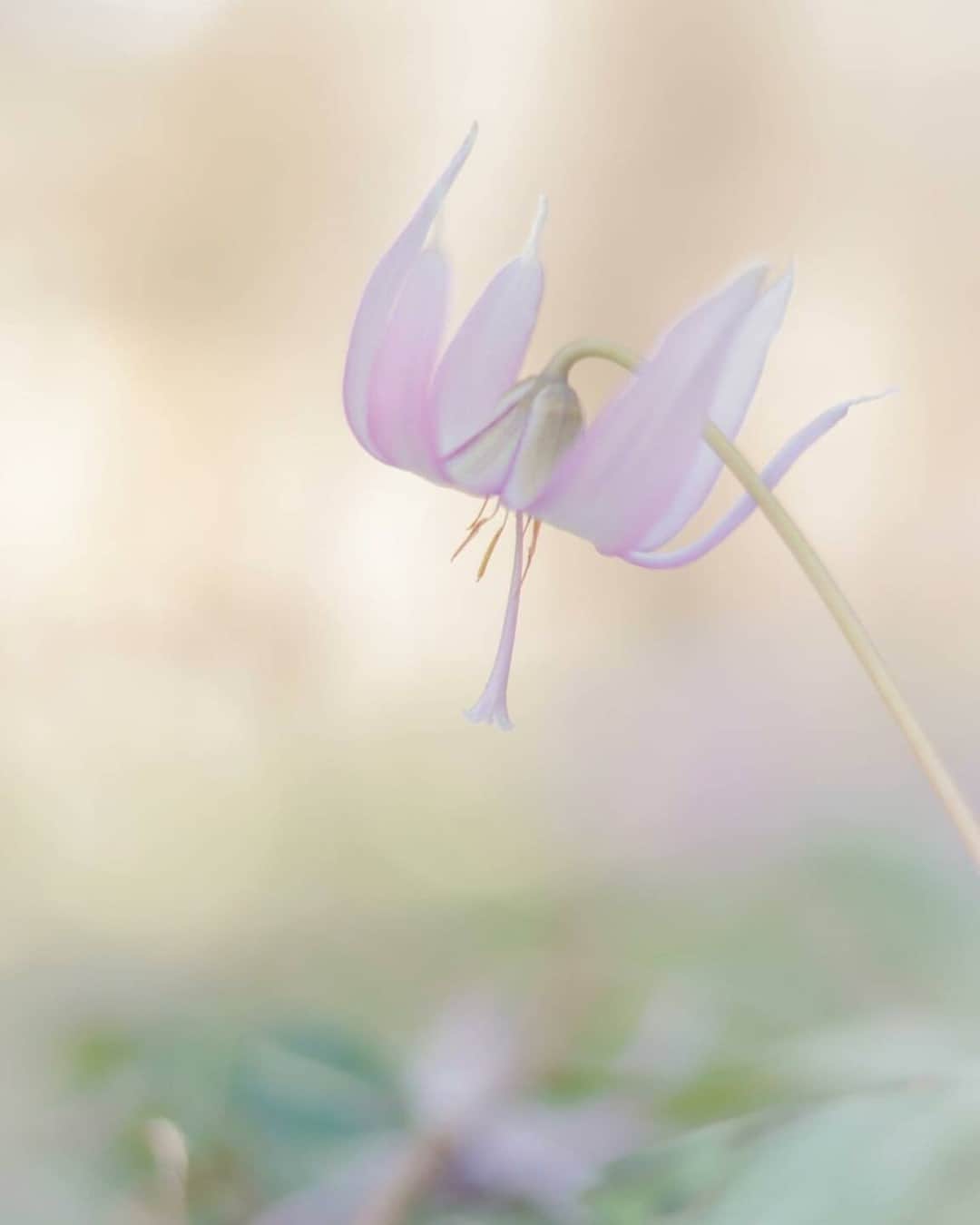 花の写真館のインスタグラム：「Photo by @marina624_. https://instagram.com/marina624_/ . Original Post[投稿いただいたURL] https://www.instagram.com/p/CqRhv95vdPQ/ . 本アカウントは、 #私の花の写真 をつけてInstagramに投稿された皆さまの花の写真や、「花の写真館」Facebookページで投稿された花の写真を紹介します。 「花の写真館」Facebookページは、「 @floral.photograph 」のプロフィールにあるURLからご覧ください。 . ※各種法令、マナー、関係者の指示に従った撮影をお願いします。 *Please ensure that your photography adheres to all relevant laws, etiquette, and instructions issued by authorized persons. ※本アカウントは東京カメラ部がFacebook、Instagramのサービスを利用して運営しているもので、Meta社・Instagramとは一切関係ありません。 . #花の写真館 #floralphotograph #floralphoto #flower #flowers Follow: @floral.photograph」
