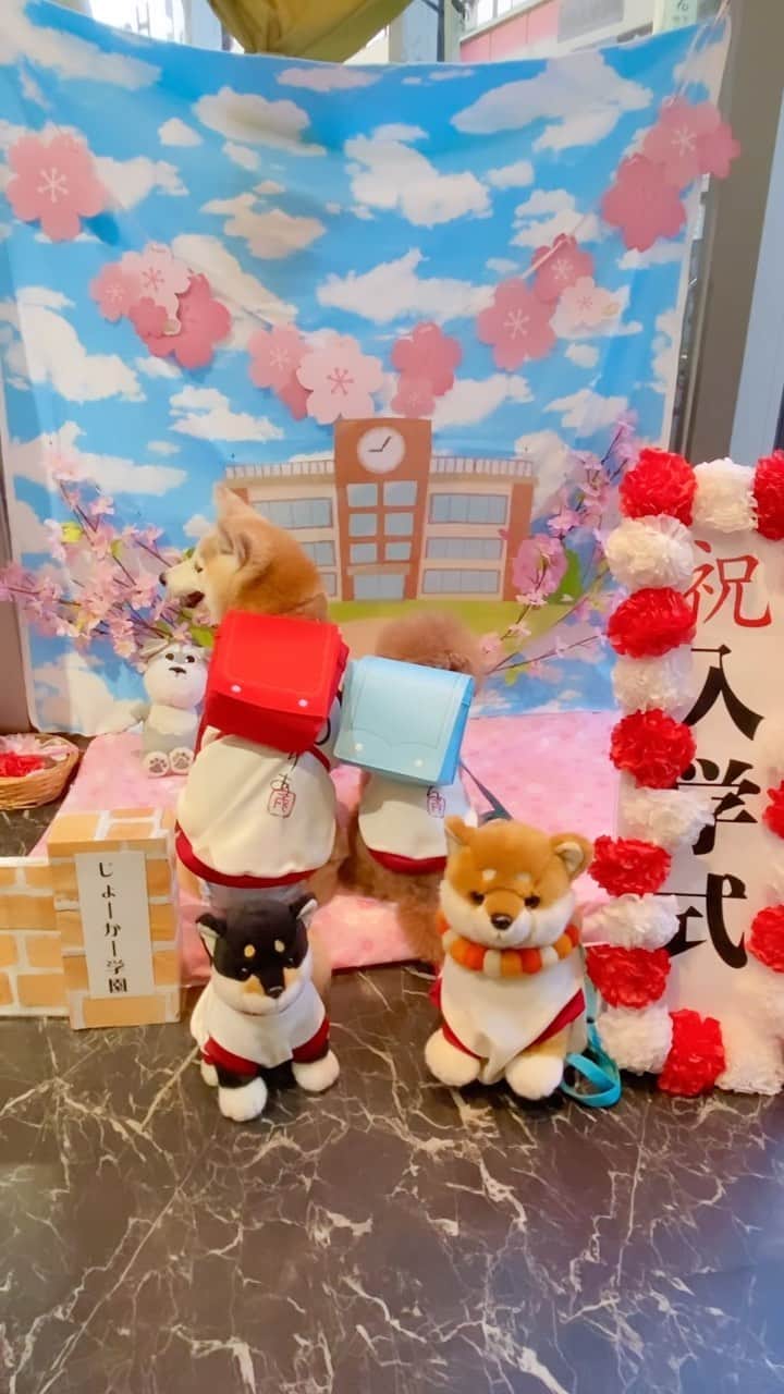 柴犬 けんしろう ゆりあのインスタグラム：「🎒🐶🐶🏫🐶🐶🎒  のんびり屋のゆりあさん 昨日、まろんさんと一緒に ようやく小学校入学できました😆❤️  13才なのに😂 ↑本来の年齢から言うと中学生。 セーラー服での入学式も予定してます😘  まめたろうくんとけんちゃん 保護者枠かな？(笑)  #入学式 #1年生 #まめまろけんゆり #柴犬 #shiba #トイプードル」