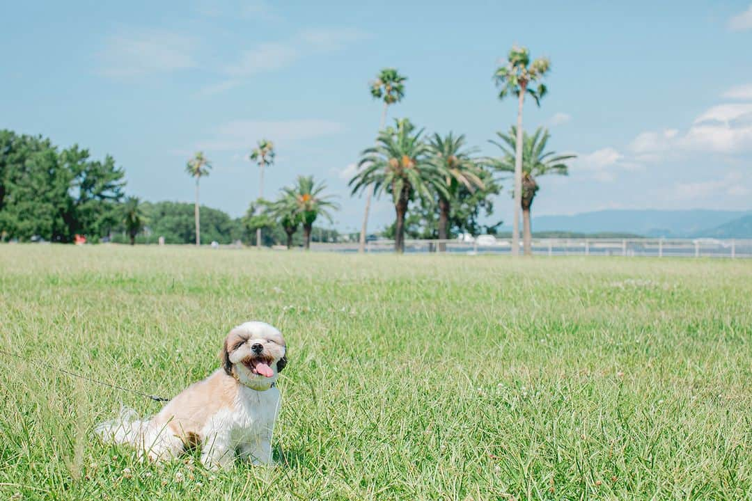 THE LUIGANS Spa&Resortさんのインスタグラム写真 - (THE LUIGANS Spa&ResortInstagram)「* 芝生の緑も深まり、 空の青と芝生の緑のコントラストが美しい季節です  パームツリーが揺れる広大な芝生のなか いつもとは違うわんちゃんの笑顔が見れるはず  わんちゃんと一緒に過ごす リゾートでの一日をお楽しみください  -------------- *わんちゃんと一緒に泊まれる 「ドッグフレンドリープラン」について詳しくは プロフィールURL内からご確認いただけます  #luigans #ルイガンズ #pdsのある人生」4月18日 20時00分 - theluigans