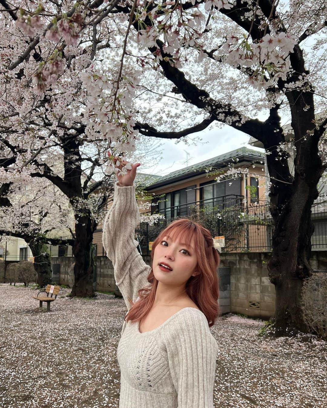 湯上響花さんのインスタグラム写真 - (湯上響花Instagram)「🦋🔮 桜、本当に大好き🌸 儚いのが良いんだよね〜〜🪽」4月18日 20時01分 - fantique_