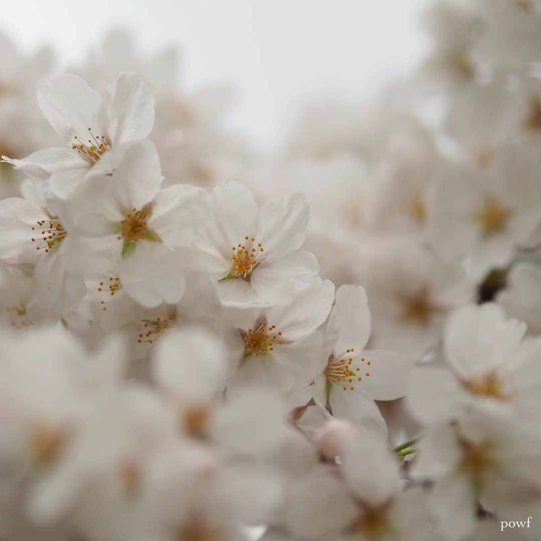 anemone_69さんのインスタグラム写真 - (anemone_69Instagram)「. . また来年ね。 . . #ソメイヨシノ #染井吉野 #sakura #サクラ #桜 #cherryblossom . . .」4月18日 20時03分 - powf