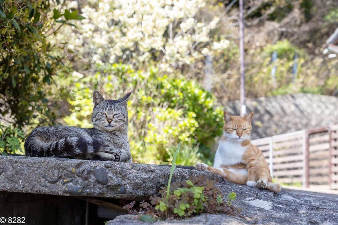 8282さんのインスタグラム写真 - (8282Instagram)「島猫寸景 ・ ・ #島猫 #カワイイだけが猫じゃない #cat#animal#gato #ねこ#猫#東京カメラ部 #IGersJP#nekoclub#NEKOくらぶ #catlover#catloversclub #写真撮ってる人と繋がりたい ・ ☆非演出のススメ☆」4月18日 20時03分 - haniyan0821