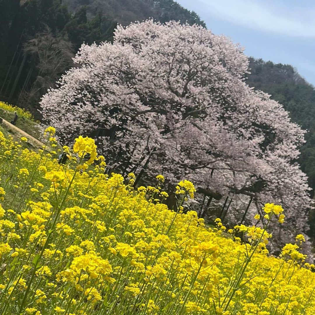 小宮山瑞季さんのインスタグラム写真 - (小宮山瑞季Instagram)「先週高山村に取材に行った時の写真🌸 信州高山五大桜の1つ #黒部のエドヒガン桜 を見に行くと、 菜の花も満開でした～☺️🍀✨ ピンクと黄色と青、みどり、、、 カラフルな1枚になりました☀️☀️  今年は桜が咲き始めるのが早くて、 見られないかも🥺と思っていたので、 お仕事で見られてよかったです🎈🌈 春を感じました～🥺♥️  きのうきょうと、ひんやりした日なのに 今週は、真夏日に迫る暑さの日も 予想されています🥵☀️ 寒暖差に注意してください⚠️   #高山村  #takayama  #桜  #sakura  #1本桜  #五大桜  #エドヒガン  #菜の花  #観光スポット  #信州  #春  #spring  #真夏日  #寒暖差  #気をつけて  #長野観光  #長野  #みんなの信州  #長野放送  #アナウンサー  #小宮山瑞季」4月18日 20時10分 - komiyama_mizuki