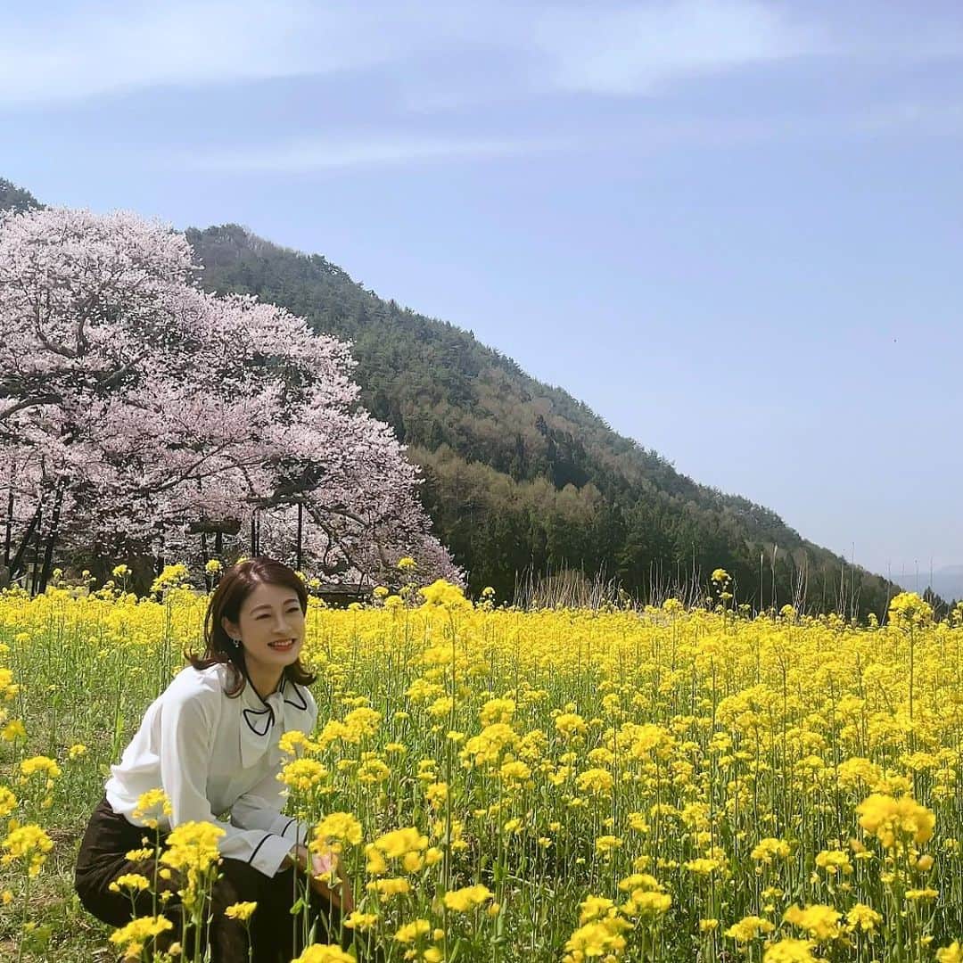 小宮山瑞季のインスタグラム：「先週高山村に取材に行った時の写真🌸 信州高山五大桜の1つ #黒部のエドヒガン桜 を見に行くと、 菜の花も満開でした～☺️🍀✨ ピンクと黄色と青、みどり、、、 カラフルな1枚になりました☀️☀️  今年は桜が咲き始めるのが早くて、 見られないかも🥺と思っていたので、 お仕事で見られてよかったです🎈🌈 春を感じました～🥺♥️  きのうきょうと、ひんやりした日なのに 今週は、真夏日に迫る暑さの日も 予想されています🥵☀️ 寒暖差に注意してください⚠️   #高山村  #takayama  #桜  #sakura  #1本桜  #五大桜  #エドヒガン  #菜の花  #観光スポット  #信州  #春  #spring  #真夏日  #寒暖差  #気をつけて  #長野観光  #長野  #みんなの信州  #長野放送  #アナウンサー  #小宮山瑞季」
