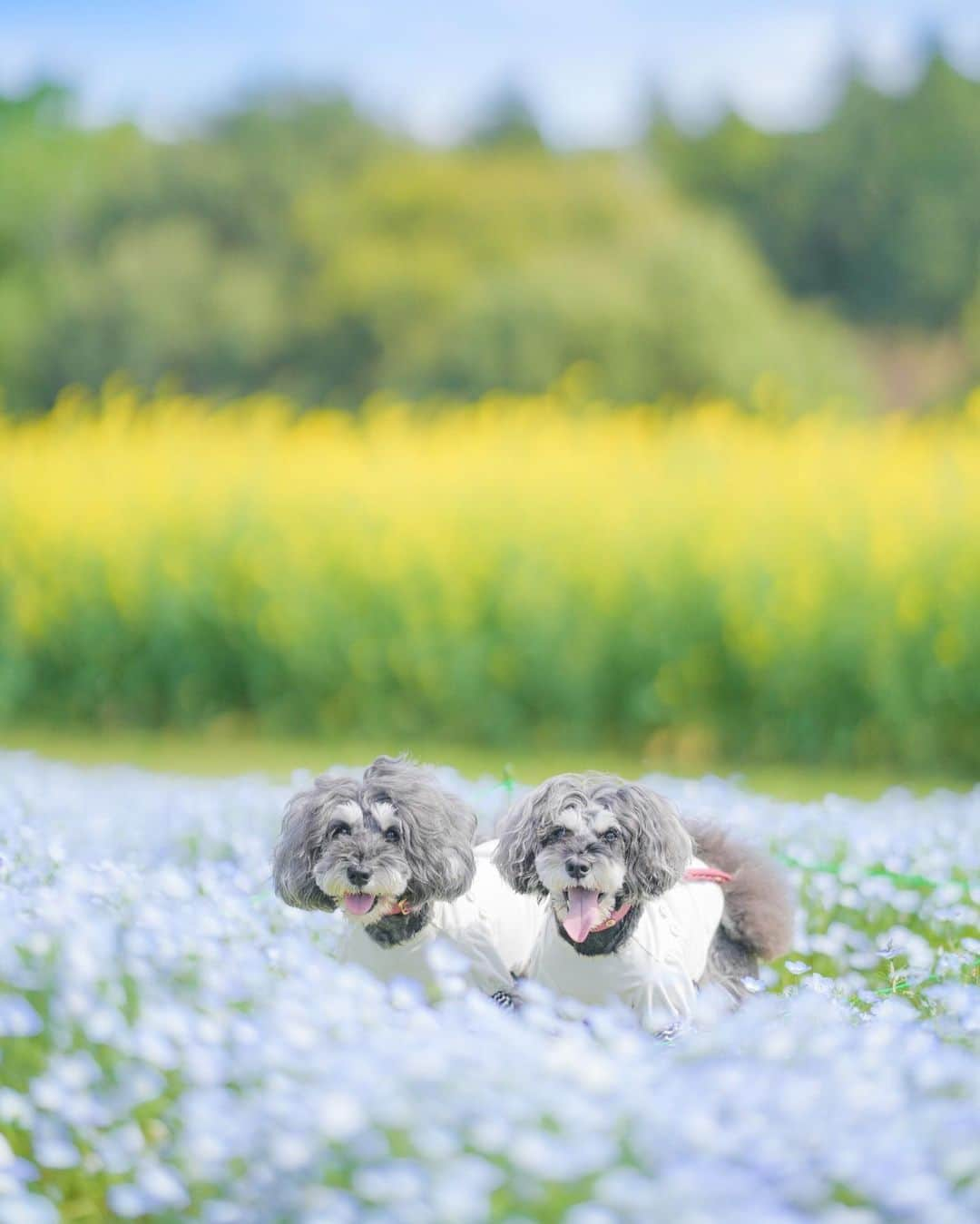 中野区在住のミニシュナのInstagramさんのインスタグラム写真 - (中野区在住のミニシュナのInstagramInstagram)「⑅︎◡̈︎* ・ ネモフィラの季節到来🎶  こもれび森のイバライド @ibaraido  ネモフィラ畑も今が満開です♡ とってもきれい✨ 思わずテンション上がってとびきりの笑顔なマーブルとイヴ🐾  5月14日日曜日はこちらの会場で』シュナウザーキングダム2023』 @schnauzer_kingdom が開催されますょ！  シュナウザーとシュナオーナーさんの笑顔がいっぱいの1日になりますように✨ 想像するだけでワクワク⸜( ´ ꒳ ` )⸝♡︎  #ジェニッカーズ #シュナウザーキングダム #シュナキン2023 #こもれび森のイバライド #花と犬 #ネモフィラ畑 #楽しい休日 #わんことお出かけ #わんこなしでは生きていけません会 #犬との暮らしを楽しむ #inuくらぶ_jpn #シュナウザー #ミニチュアシュナウザー #シュナウザー大好き #しゅなら部 #シュナウザー好きさんと繋がりたい #シュナウザー多頭飼い #シュナウザーのいる暮らし #シュナスタグラム #シュナフル #miniatureschnauzer #schnauzerworld #schnauzerlove #schnauzer #schnauzerlife」4月18日 20時14分 - marble_eve