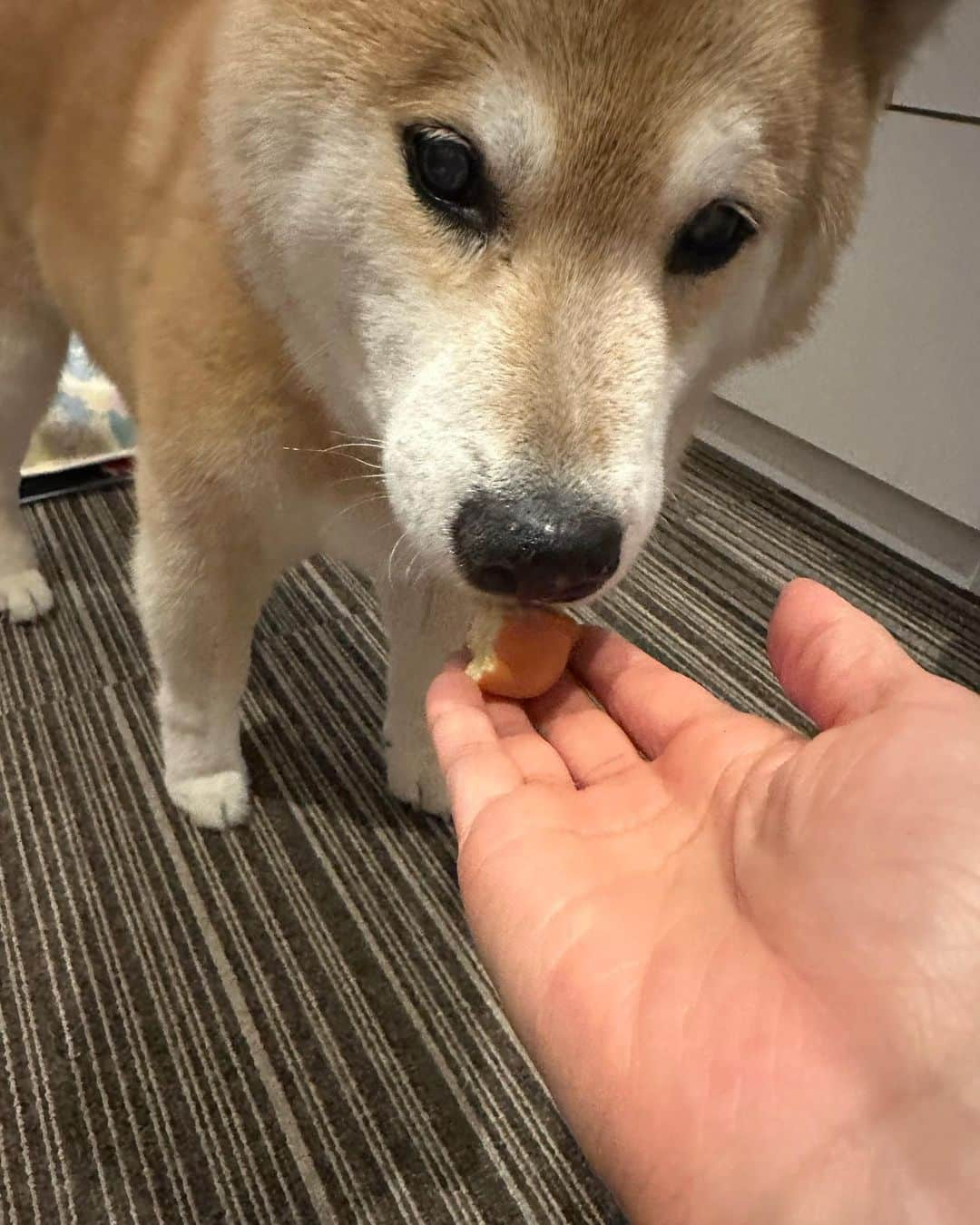 まる（まるたろう）のインスタグラム：「ベビーカステラゲットだぜ！ #根津神社で買ってもらったの😍 #年の分だけ食べて良いから #まるは15個ね #明日も15個食べます  #ムフフ #まるベビーカステラ屋さんになりたいの」