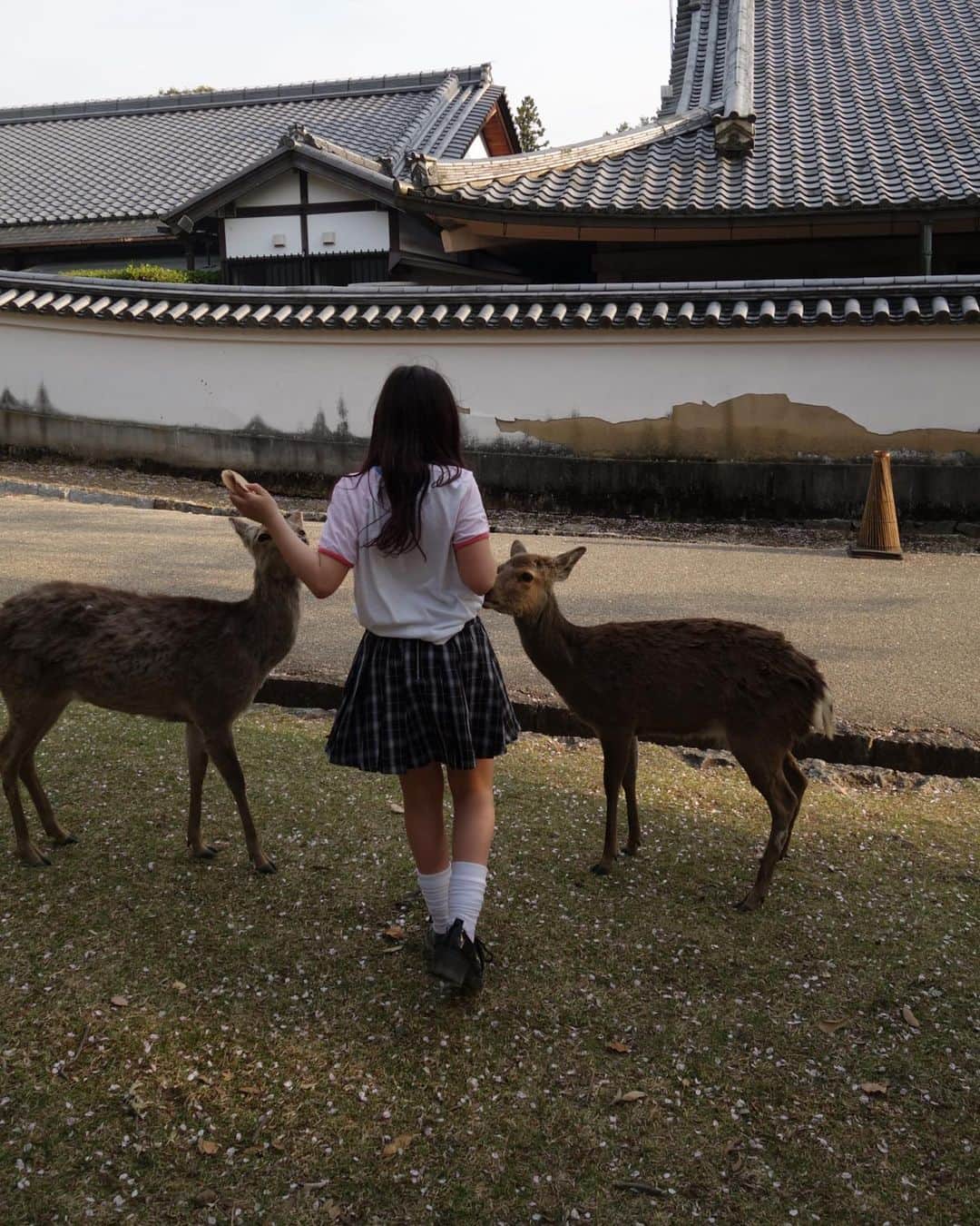 ジュリア・レストイン・ロイトフェルドさんのインスタグラム写真 - (ジュリア・レストイン・ロイトフェルドInstagram)「While on the crowded tube this morning... was hard to think such a heaven on earth exists somewhere.  Reminiscing of Nara 🌸🦌  #Nara #NaraJapan #deer」4月18日 20時35分 - juliarestoinroitfeld