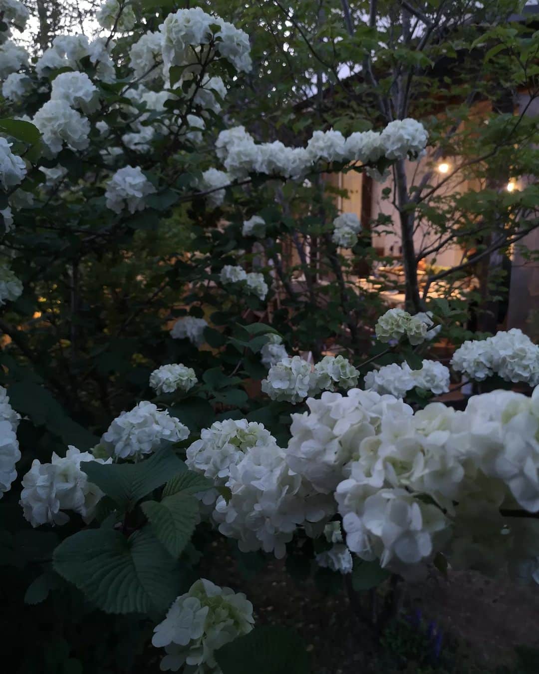 sho.candyさんのインスタグラム写真 - (sho.candyInstagram)「暗がりの中の白い花は更に魅力的⭐😙☘️  庭は朝昼しか楽しめないと思い込んでたけど、 夜楽しむのもいいなぁ🤔✨と思い 灯りをつけてハンモックに寝てただモッコウバラの香りをぼーっと楽しんだり、虫の声を聞いてぼーっと過ごしたりしています✨  庭作りをはじめたころに 木が太く立派に育ったら ハンモックをくくりつけて使いたい！✨と思っていたのをふと思い出しました😳  そういえば夢が叶ってる🥺⭐  大木たくさん…(笑)  #ハンモック #モッコウバラ#オオデマリ #ヒメウツギ #夜の庭 #春の庭#花のある暮らし#季節を楽しむ #暮らしを楽しむ #ガーデン#庭#庭作り#ガーデニング#マイガーデン#植物#花 #garden#gardening#flower#springgarden」4月18日 21時18分 - sho.candy