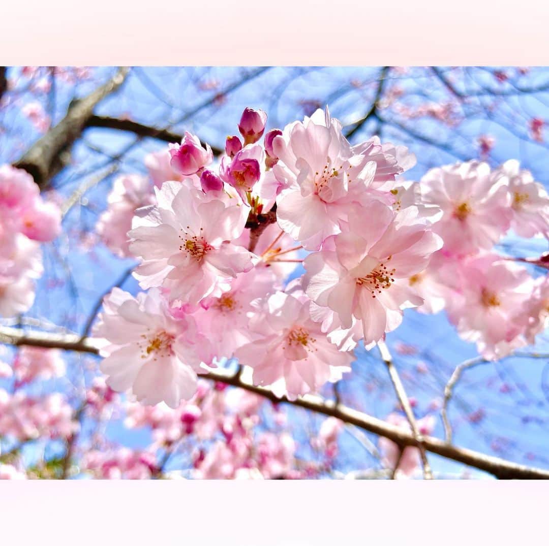 長柄ひろみさんのインスタグラム写真 - (長柄ひろみInstagram)「#sakura 🌸  枝垂れ桜の森🌸🌸🌸  やっぱりピンクの桜が好き🥰💗  皆さんはどんな桜が好きですか😊？？  ｡・ﾟ・。❀｡・ﾟ・。❀｡・ﾟ・。❀｡・ﾟ・｡❀。・ﾟ・。  #さくら」4月18日 21時27分 - aoi_asahi