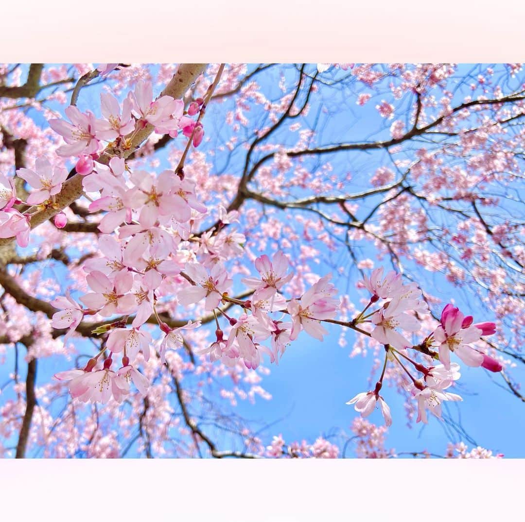 長柄ひろみさんのインスタグラム写真 - (長柄ひろみInstagram)「#sakura 🌸  枝垂れ桜の森🌸🌸🌸  やっぱりピンクの桜が好き🥰💗  皆さんはどんな桜が好きですか😊？？  ｡・ﾟ・。❀｡・ﾟ・。❀｡・ﾟ・。❀｡・ﾟ・｡❀。・ﾟ・。  #さくら」4月18日 21時27分 - aoi_asahi