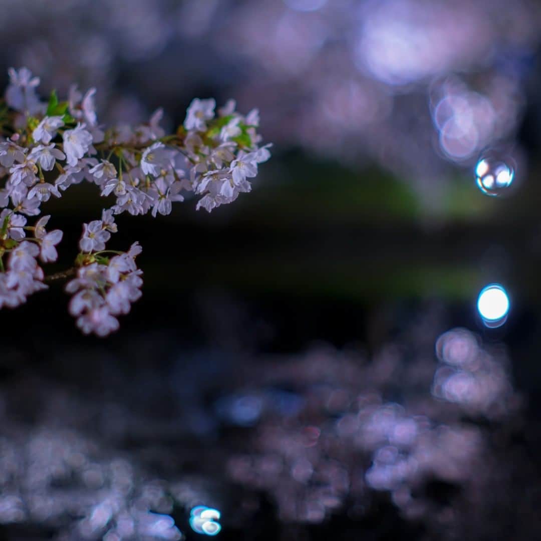 KAGAYAさんのインスタグラム写真 - (KAGAYAInstagram)「過ぎゆく桜の季節。 今年の私の桜追っかけもそろそろおしまいです。 また来年、花の季節に。 （先日青森県、千葉県にて撮影） 今日もお疲れさまでした。 #桜」4月18日 21時23分 - kagaya11949