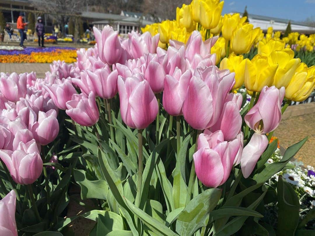 のインスタグラム：「春終わっちゃう気がしてる今日この頃。  #春 #チューリップ #TULIP #🌷 #Flower #アイス #ソフトクリーム」