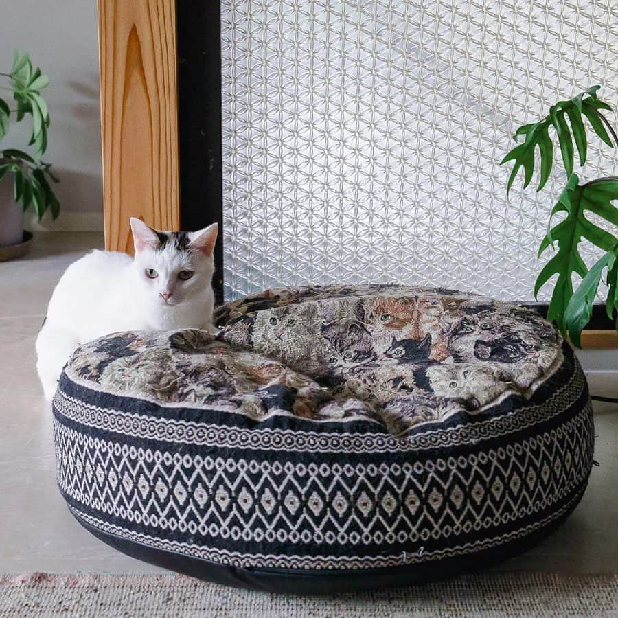 nocotoのインスタグラム：「にゃんこだらけも去る事ながら、側面の模様もとえも素敵なんですよね！このカバー✨  中に着なくなった服や使ってないタオルなどを入れて、うちの子ちゃんのお好みの厚さや硬さにして使ってくださいね。  #decorameow #cat #catbed #interior」