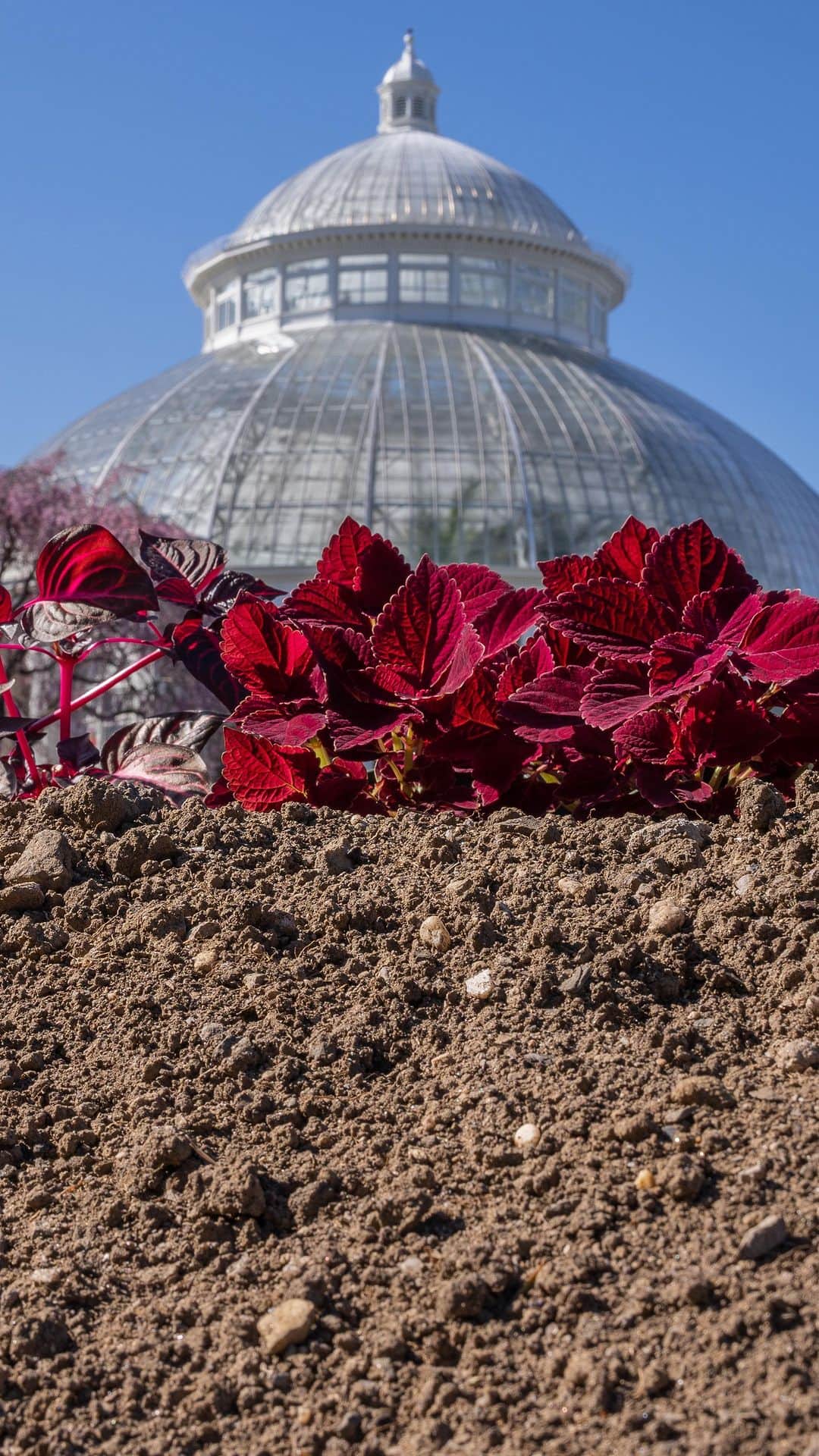 ニューヨーク植物園のインスタグラム：「This summer, celebrated contemporary artist Ebony G. Patterson presents “...things come to thrive...in the shedding...in the molting...”—a provocative spectacle of garden-inspired installations all within the Garden’s iconic Conservatory, landscape, and galleries. Hear from Patterson as she shares insight into the show, inspired by her immersion in our collections, which will quite literally unearth hidden histories and engage visitors in striking, thought-provoking plantings and artwork like you’ve never seen at NYBG.  Don’t miss this opportunity to see one of the most exciting contemporary artists of our time transform NYBG like never before. Tickets on sale today! Visit the link in our bio to plan your visit.  #EbonyGPatterson #EbonyGPattersonNYBG #plantlove」