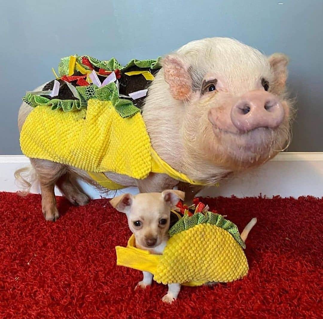 Priscilla and Poppletonのインスタグラム：「Happy #TacoTuesday from Pop and Baby Penelope! Only FOUR MORE DAYS until we will be at the Jacksonville Taco & Margarita Festival. Get your tickets and more info at the link in our bio. We will be there on Saturday from 11-2 and a general admission ticket is all you need to come party with us! Who’s coming?🍹🐷🌮 #PopandPenelope #tacotuesday #jacksonvilletacoandmargaritafestival #prissyandpop」