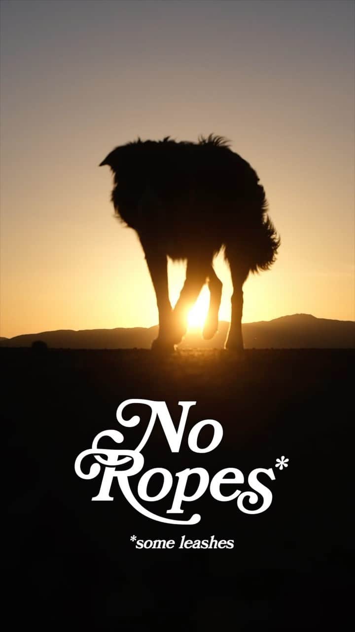 Andrew Knappのインスタグラム：「I’m literally inviting you to go walk your dog. And to join me if you’re close to one of my No Ropes* events.   The first hike is Thursday morning at 7:30am in Angeles National Forest. Over the next couple weeks I’ll also be hosting events in the Bay Area, near Portland, and near Seattle.  More details and sign up at www.bemorelikeyour.dog/no-ropes (link in profile)」