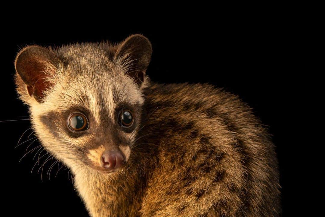 Joel Sartoreさんのインスタグラム写真 - (Joel SartoreInstagram)「Javan common palm civets like this one @taman_safari are known for being nocturnal, arboreal, and mostly solitary. It is believed that their preference for nighttime activity developed as a way to avoid predators that are active during the day, allowing them to move more freely and without fear. Similar to cats, they hunt their prey by stalking from a distant hiding place and pouncing. They are also excellent climbers, but they lack a prehensile (grasping tail), which means they must move slower and physically grasp onto branches as they pass from one tree to the next as jumping is not an option.   #civet #palmcivet #nocturnal #animal #wildlife #mammal #cute #photography #animalphotography #wildlifephotography #studioportrait #PhotoArk @insidenatgeo」4月18日 22時48分 - joelsartore