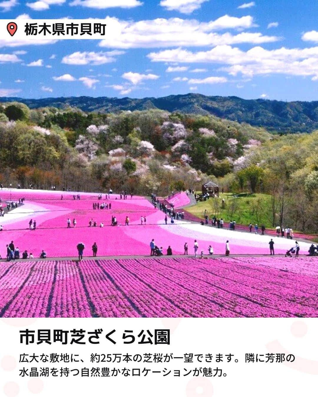 iko-yo（いこーよオフィシャル）さんのインスタグラム写真 - (iko-yo（いこーよオフィシャル）Instagram)「今回ピックアップしたのは「関東 おすすめ大規模芝桜スポット6選」 ーーーーーーーーーーーーーーーーーー  📍千葉県袖ケ浦市 【東京ドイツ村】 「東京ドイツ村」の芝桜は、関東最大級の面積を誇ります。5万平方メートルという広大な敷地に咲き誇る約7万株の芝桜はまさに圧巻！　 広大な園内を歩いて観賞するほか、車に乗ったまま周ることもできるので、小さな子供連れでも安心です。さらに、アスレチックや動物園など多彩な施設もあり、1日中遊ぶことができますよ。  📍千葉県千葉市 【富田さとにわ耕園】 12万株の芝桜をはじめ、澄んだブルーが美しいネモフィラや、爽やかなオレンジ色のポピーなど、春の花々が5月頃まで楽しめます。色とりどりの花々が咲き誇る花畑はSNS映え間違いなし！　入園無料なのもうれしいポイントです。  📍埼玉県秩父市 【羊山公園　芝桜の丘】 4月上旬から5月上旬の期間に、40万株以上の芝桜が楽しめます。9種類の芝桜が美しいデザインで植裁された花畑は写真映え抜群！また、「羊山公園」の名前の由来になったといわれる「羊とのふれあい牧場」やアスレチック設備が充実した「わんぱく広場」もあり、子供も思い切り楽しめます。  📍 栃木県芳賀郡市貝町 【市貝町芝ざくら公園】 八溝の山々の緑に囲まれ、隣に芳那の水晶湖を持つ自然豊かなロケーションが魅力の公園。2.4ヘクタールの広大な敷地を誇り、約25万本の芝桜の風景が一望できます。  📍群馬県高崎市 【みさと芝桜公園】 2.9ヘクタールの敷地内に約26万株の芝桜が咲き誇ります。芝桜の丘の中心には、七夕伝説の織姫が置き忘れた桃色の羽衣をイメージした赤、白、ピンクの芝桜を帯状にデザイン。幻想的な風景は家族の記念写真スポットとしてもぴったりです！  📍群馬県太田市 【八王子山公園（北部運動公園）】 入園無料！毎年春に、桜や芝桜、ネモフィラ、ツツジなどが咲き誇る花の名所として知られる公園です。4月下旬頃には、30万株におよぶ芝桜の絨毯が見渡す限り広がります。  ※2023年4月17日時点の情報です。 最新の情報は公式HPや「いこーよ」サイトでご確認ください。 ーーーーーーーーーーーーーーーーーーー おでかけ情報量は日本最大級！ 子どもとお出かけ情報サイト「いこーよ」 「親子でおでかけしたい場所」をご紹介させていただいています！  お子さんとのおでかけの思い出の写真を、このアカウントをフォローの上#いこーよ をつけてぜひ投稿してください。魅力的な写真は、いこーよ公式SNSで紹介させていただきます！  募集中タグ＃いこーよ  「子どもと行きたい！」と思ったら保存が便利！ プロフィールのURLから「いこーよ」のサイトに行くと、他の投稿やオトクな情報などが載っています♪ ☞ @ikoyo_odekake  #いこーよ #お出かけ #おでかけ #お出かけスポット #子連れ #こどものいる暮らし #子連れスポット #いこーよお出かけ部 #千葉ママ #千葉観光 #千葉旅行 #埼玉ママ #埼玉旅行 #埼玉観光 #群馬ママ #群馬旅行 #群馬観光 #栃木ママ #栃木旅行 #栃木観光 #東京ドイツ村 #富田さとにわ耕園 #羊山公園 #芝桜の丘 #市貝町芝ざくら公園 #みさと芝桜公園 #八王子山公園 #芝桜 #芝ざくら」4月18日 22時49分 - ikoyo_odekake
