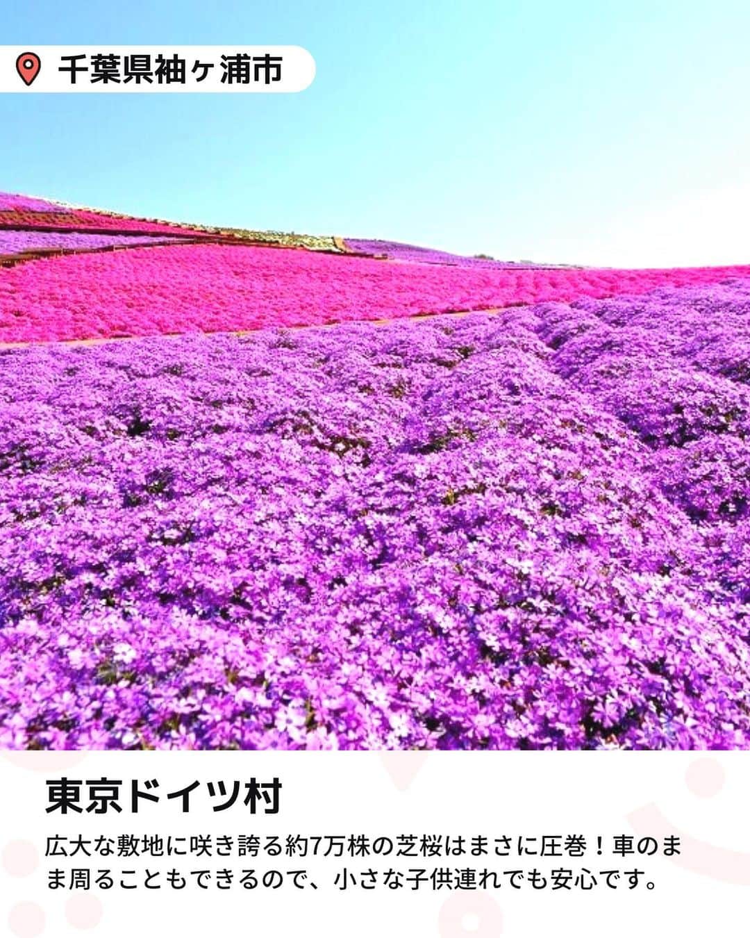 iko-yo（いこーよオフィシャル）さんのインスタグラム写真 - (iko-yo（いこーよオフィシャル）Instagram)「今回ピックアップしたのは「関東 おすすめ大規模芝桜スポット6選」 ーーーーーーーーーーーーーーーーーー  📍千葉県袖ケ浦市 【東京ドイツ村】 「東京ドイツ村」の芝桜は、関東最大級の面積を誇ります。5万平方メートルという広大な敷地に咲き誇る約7万株の芝桜はまさに圧巻！　 広大な園内を歩いて観賞するほか、車に乗ったまま周ることもできるので、小さな子供連れでも安心です。さらに、アスレチックや動物園など多彩な施設もあり、1日中遊ぶことができますよ。  📍千葉県千葉市 【富田さとにわ耕園】 12万株の芝桜をはじめ、澄んだブルーが美しいネモフィラや、爽やかなオレンジ色のポピーなど、春の花々が5月頃まで楽しめます。色とりどりの花々が咲き誇る花畑はSNS映え間違いなし！　入園無料なのもうれしいポイントです。  📍埼玉県秩父市 【羊山公園　芝桜の丘】 4月上旬から5月上旬の期間に、40万株以上の芝桜が楽しめます。9種類の芝桜が美しいデザインで植裁された花畑は写真映え抜群！また、「羊山公園」の名前の由来になったといわれる「羊とのふれあい牧場」やアスレチック設備が充実した「わんぱく広場」もあり、子供も思い切り楽しめます。  📍 栃木県芳賀郡市貝町 【市貝町芝ざくら公園】 八溝の山々の緑に囲まれ、隣に芳那の水晶湖を持つ自然豊かなロケーションが魅力の公園。2.4ヘクタールの広大な敷地を誇り、約25万本の芝桜の風景が一望できます。  📍群馬県高崎市 【みさと芝桜公園】 2.9ヘクタールの敷地内に約26万株の芝桜が咲き誇ります。芝桜の丘の中心には、七夕伝説の織姫が置き忘れた桃色の羽衣をイメージした赤、白、ピンクの芝桜を帯状にデザイン。幻想的な風景は家族の記念写真スポットとしてもぴったりです！  📍群馬県太田市 【八王子山公園（北部運動公園）】 入園無料！毎年春に、桜や芝桜、ネモフィラ、ツツジなどが咲き誇る花の名所として知られる公園です。4月下旬頃には、30万株におよぶ芝桜の絨毯が見渡す限り広がります。  ※2023年4月17日時点の情報です。 最新の情報は公式HPや「いこーよ」サイトでご確認ください。 ーーーーーーーーーーーーーーーーーーー おでかけ情報量は日本最大級！ 子どもとお出かけ情報サイト「いこーよ」 「親子でおでかけしたい場所」をご紹介させていただいています！  お子さんとのおでかけの思い出の写真を、このアカウントをフォローの上#いこーよ をつけてぜひ投稿してください。魅力的な写真は、いこーよ公式SNSで紹介させていただきます！  募集中タグ＃いこーよ  「子どもと行きたい！」と思ったら保存が便利！ プロフィールのURLから「いこーよ」のサイトに行くと、他の投稿やオトクな情報などが載っています♪ ☞ @ikoyo_odekake  #いこーよ #お出かけ #おでかけ #お出かけスポット #子連れ #こどものいる暮らし #子連れスポット #いこーよお出かけ部 #千葉ママ #千葉観光 #千葉旅行 #埼玉ママ #埼玉旅行 #埼玉観光 #群馬ママ #群馬旅行 #群馬観光 #栃木ママ #栃木旅行 #栃木観光 #東京ドイツ村 #富田さとにわ耕園 #羊山公園 #芝桜の丘 #市貝町芝ざくら公園 #みさと芝桜公園 #八王子山公園 #芝桜 #芝ざくら」4月18日 22時49分 - ikoyo_odekake