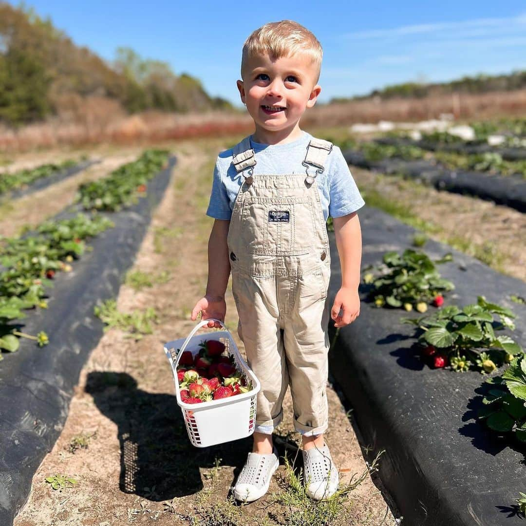 オシュコシュさんのインスタグラム写真 - (オシュコシュInstagram)「Strawberries picked.✔️🍓 📷: @bridgette_fussey」4月18日 22時56分 - oshkoshkids