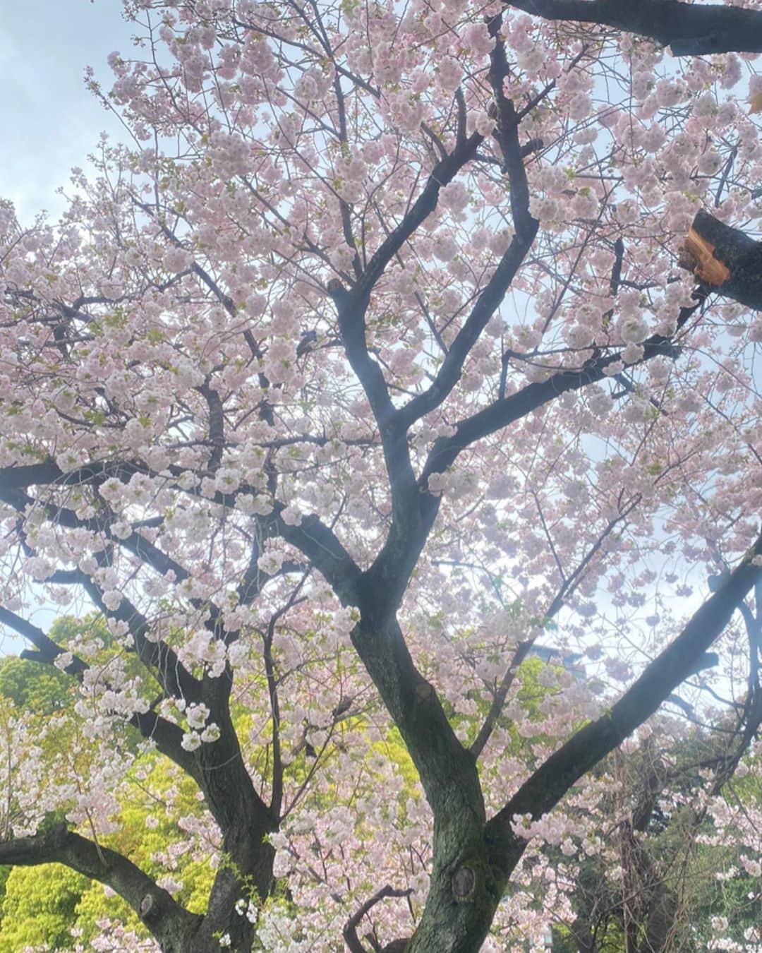 東紗友美さんのインスタグラム写真 - (東紗友美Instagram)「牡丹桜の記録🌸 花びらの多い、牡丹桜。 それはまるで積み重ねてきたものが、 一斉に開花するような、 自信と覚悟を感じます。 こういう景色がまた、心の支えの1つになるんだよなぁ🌸 #牡丹桜」4月18日 23時06分 - higashisayumi