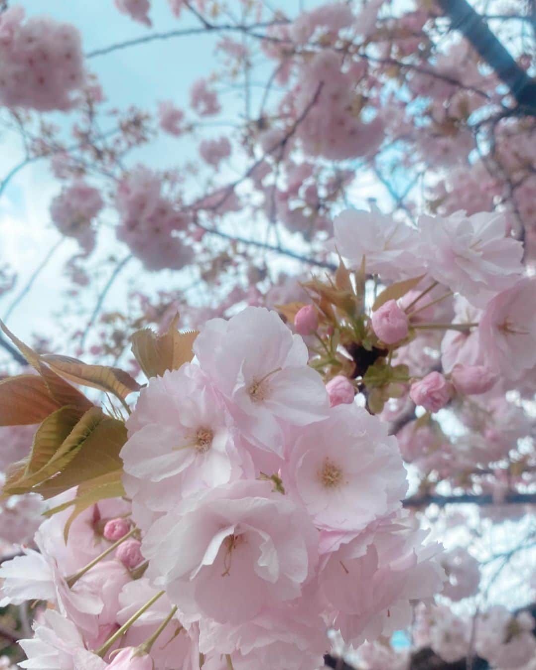 東紗友美さんのインスタグラム写真 - (東紗友美Instagram)「牡丹桜の記録🌸 花びらの多い、牡丹桜。 それはまるで積み重ねてきたものが、 一斉に開花するような、 自信と覚悟を感じます。 こういう景色がまた、心の支えの1つになるんだよなぁ🌸 #牡丹桜」4月18日 23時06分 - higashisayumi