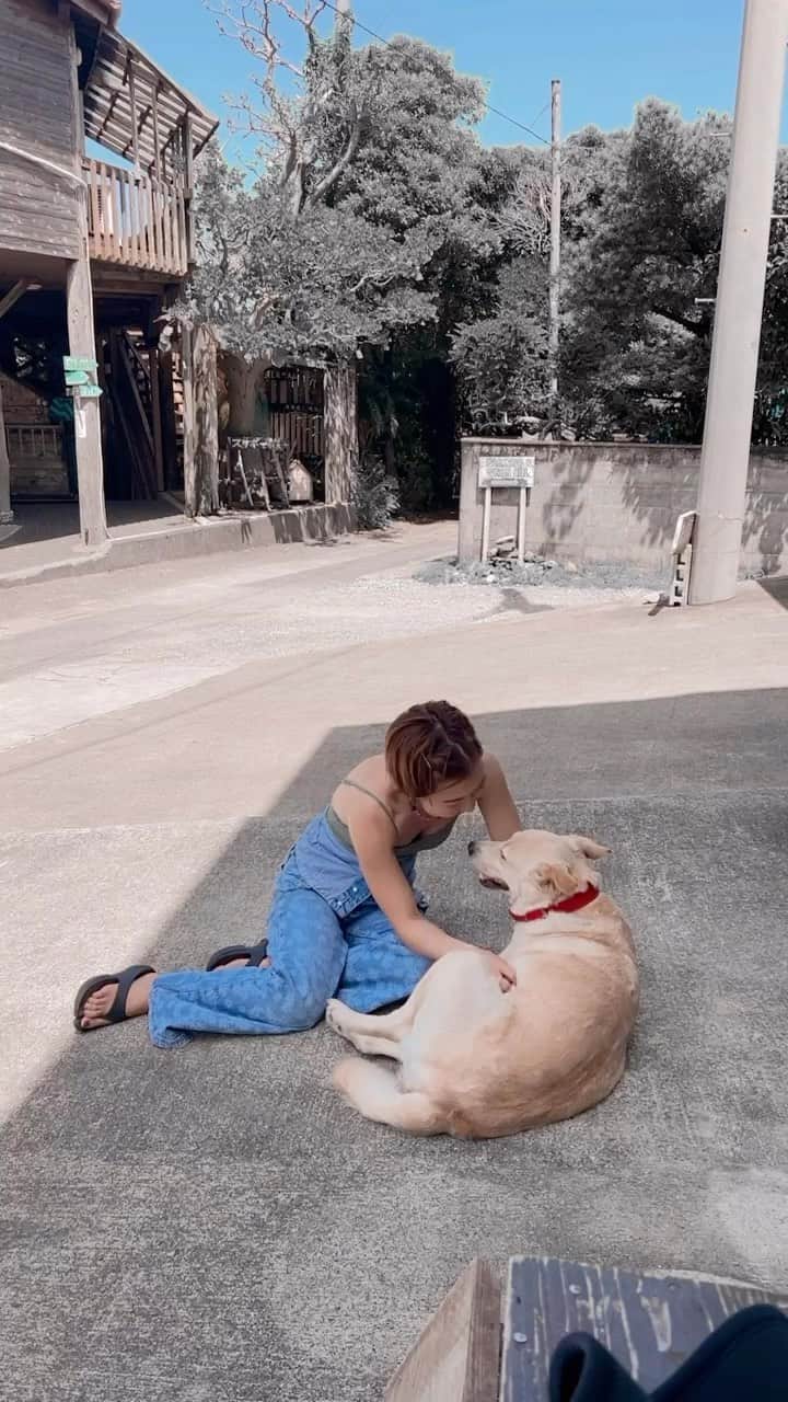 Lisa Halimのインスタグラム：「世界のどこへ行っても イヌさんに癒されています。 ゆうちゃんを思い出すなぁ。 世界中のイヌさんが幸せになってほしい。  僕のとなりに/ Lisa Halim」