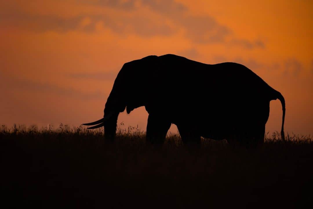 Canon UKさんのインスタグラム写真 - (Canon UKInstagram)「When the golden sun meets the incredible elephants of Masai Mara 🐘🌅  @meghroychoudhury captured this silhouette during her adventures in the Masai Mara National Reserve in Kenya. Megan's patience, determination and passion finally paid out in the form of this cherished image.  Where’s your dream destination to capture wildlife?   Camera: EOS R3 Lens: RF 600 F4L IS USM Shutter Speed: 1/50, Aperture: f/2.3, ISO 200  #canonuk #mycanon #canon_photography #liveforthestory」4月18日 23時30分 - canonuk