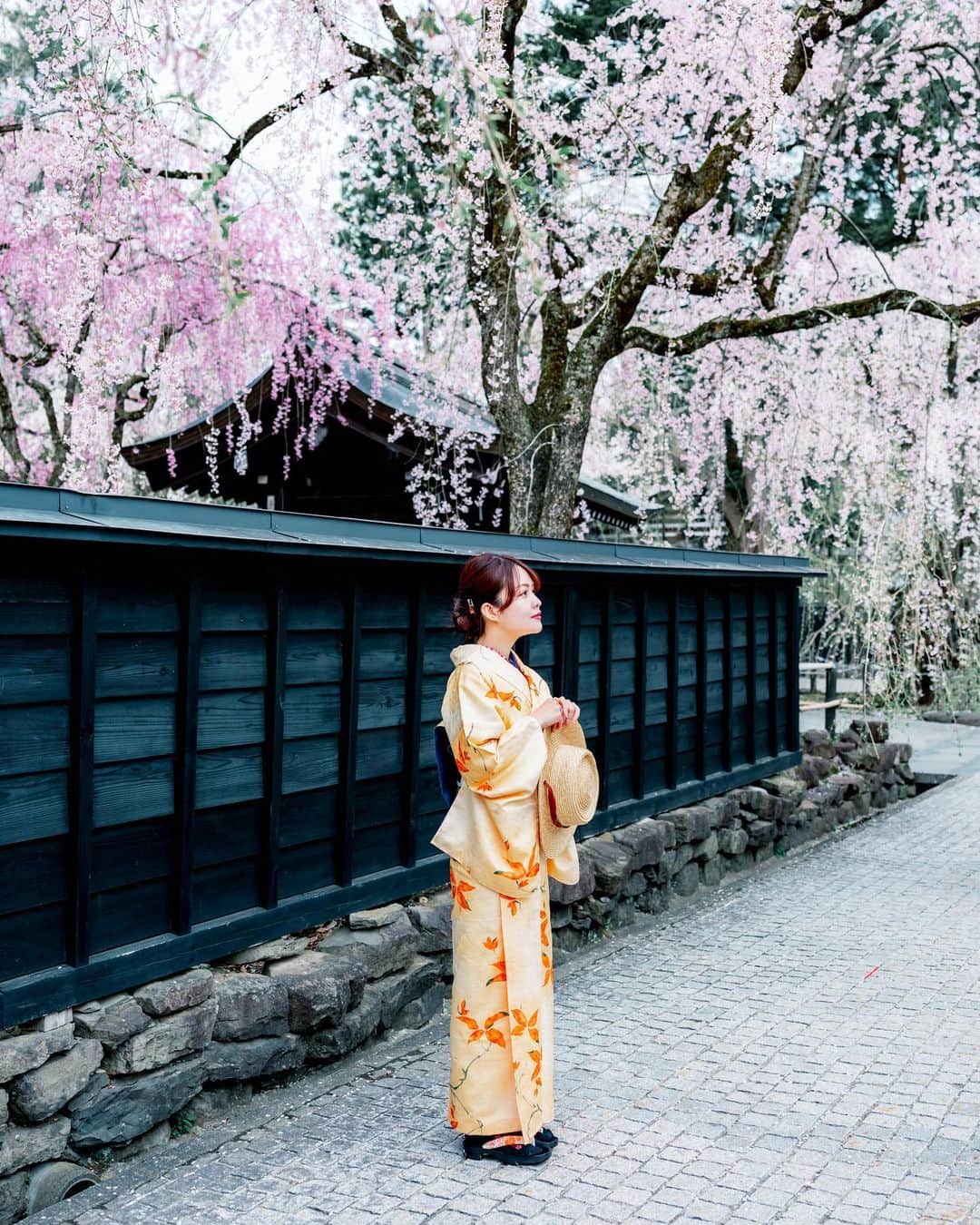 shabonのインスタグラム：「* . . . . . 角館武家屋敷通り。 枝垂れ桜に 黒い塀がとても素敵🥹🌸 . ケティーちゃんが着付けの間に いぶりがっこをポリポリ 食べてたのは内緒の話🤫笑 . . model : @ayaketty1685  . . FUJIFILM GFX50S II /  GF45mm F2.8 R WR . . お仕事・撮影のご依頼はDMかメールに お願い致します。 . . . . . *」