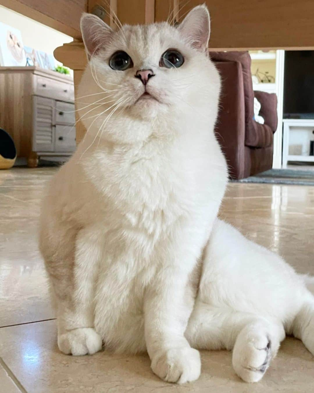 ミスター・ホワイトさんのインスタグラム写真 - (ミスター・ホワイトInstagram)「Waiting for my breakfast @lovenalaco  #meow #cute #cats #catsofinstagram」4月18日 23時41分 - white_coffee_cat