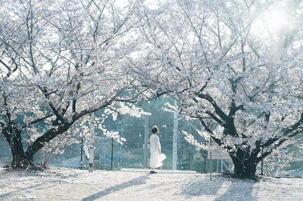 岩倉しおりさんのインスタグラム写真 - (岩倉しおりInstagram)「雨上がりの桜吹雪。⁡ ⁡⁡ ⁡1日雨かなと思っていたら最後の最後に晴れてきて一気に桜が舞い散った。」4月18日 23時57分 - iwakurashiori