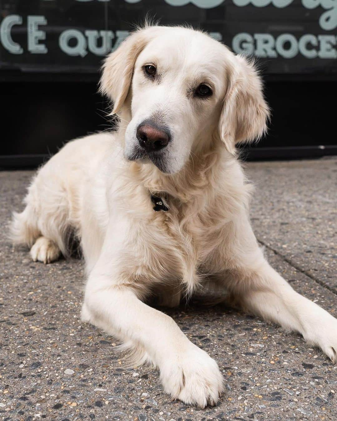 The Dogistさんのインスタグラム写真 - (The DogistInstagram)「Oscar, Golden Retriever (2 y/o), Prince & Mulberry St., New York, NY • “He’s a service dog flunkie from Little Angels in CA, so now he’s my little angel. He didn’t have the ‘attention span’. It’s supposed to be 15 minutes – his is 30 seconds. My friends joke that I can’t bring him on first dates anymore – it’s cheating. Only third dates now.”  When do you introduce your dog to your date?」4月19日 0時14分 - thedogist