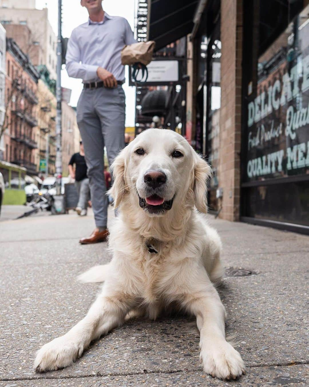 The Dogistさんのインスタグラム写真 - (The DogistInstagram)「Oscar, Golden Retriever (2 y/o), Prince & Mulberry St., New York, NY • “He’s a service dog flunkie from Little Angels in CA, so now he’s my little angel. He didn’t have the ‘attention span’. It’s supposed to be 15 minutes – his is 30 seconds. My friends joke that I can’t bring him on first dates anymore – it’s cheating. Only third dates now.”  When do you introduce your dog to your date?」4月19日 0時14分 - thedogist