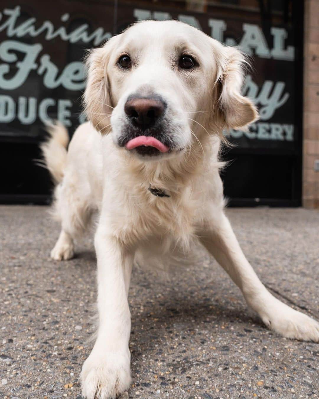 The Dogistさんのインスタグラム写真 - (The DogistInstagram)「Oscar, Golden Retriever (2 y/o), Prince & Mulberry St., New York, NY • “He’s a service dog flunkie from Little Angels in CA, so now he’s my little angel. He didn’t have the ‘attention span’. It’s supposed to be 15 minutes – his is 30 seconds. My friends joke that I can’t bring him on first dates anymore – it’s cheating. Only third dates now.”  When do you introduce your dog to your date?」4月19日 0時14分 - thedogist