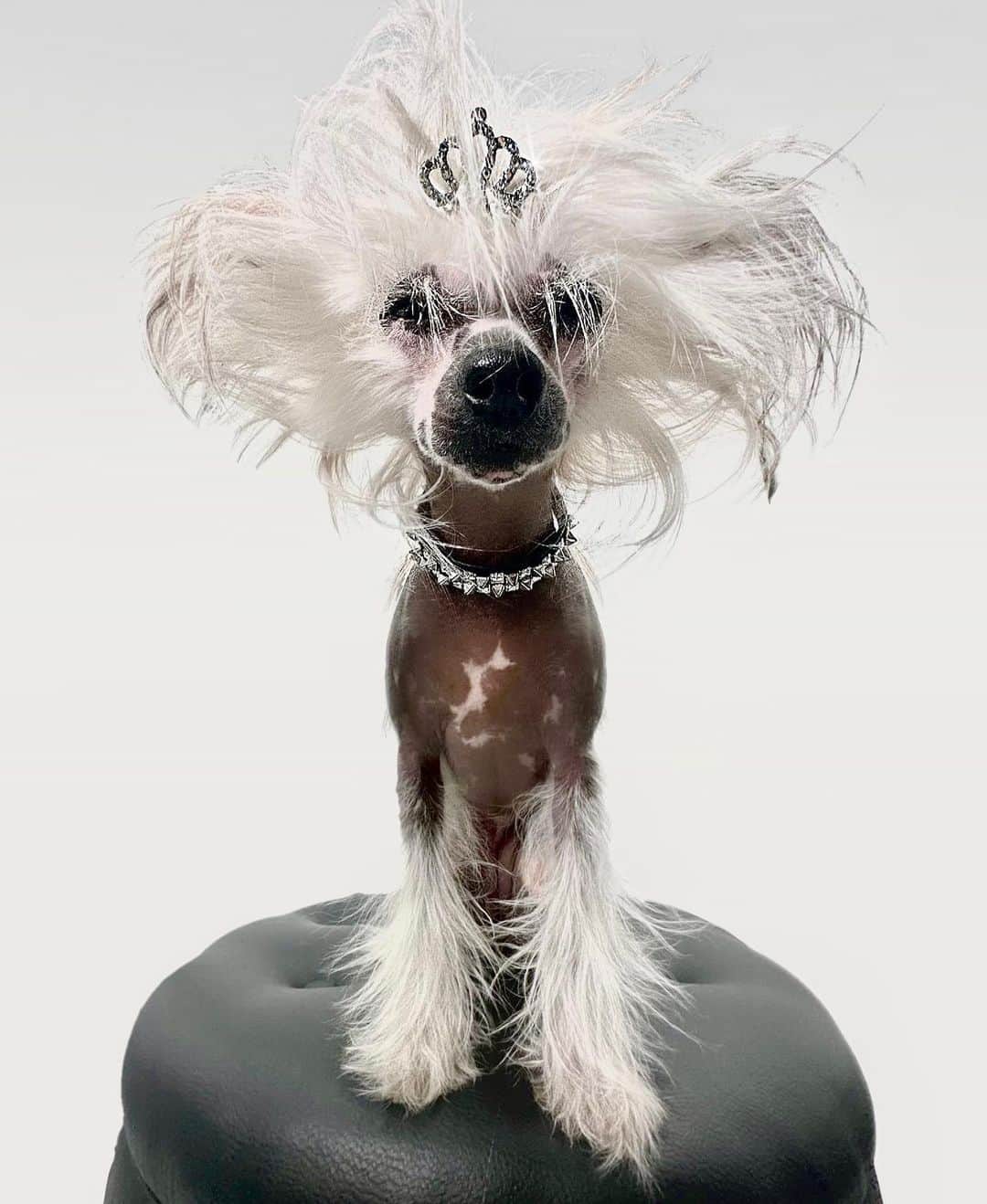 B. Akerlundのインスタグラム：「My baby @bootzy_smallz being the best model for @bootzycouture 🐶❤️ #petfashion #petcouture」