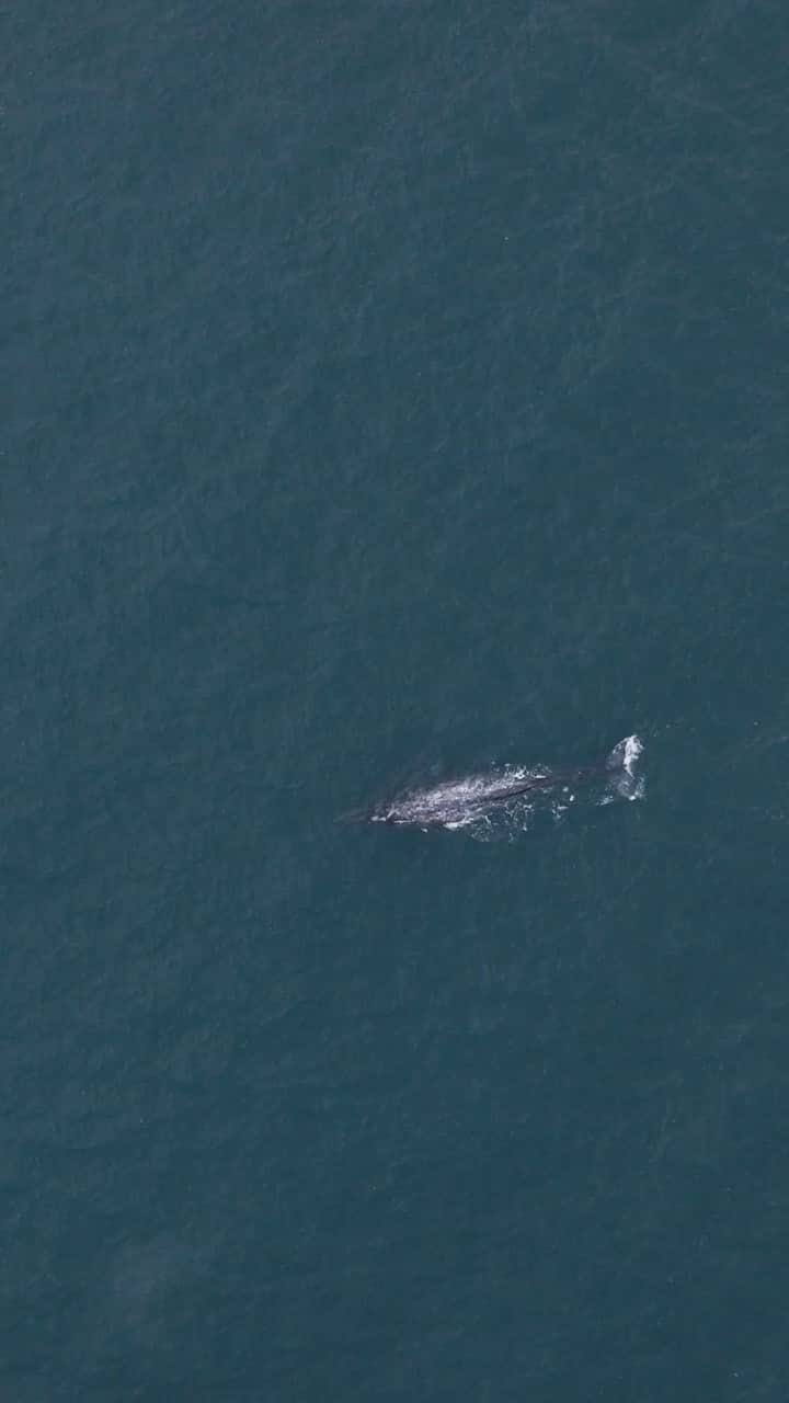 のインスタグラム：「All marine life, including the whales of Clayoquot Sound, is integral to Tla-o-qui-aht First Nation, whose lands include present-day Tofino, British Columbia.  Tla-o-qui-aht Elders Moses Martin and Carl Martin honour the culture and stories of Nuu-chah-nulth Peoples with Indigenous-led whale watching excursions on their traditional waters.  The unbroken, respectful relationship between Tla-o-qui-aht Peoples, Lands, Water, Air, and all other life creates a thriving atmosphere for community members, locals, and visitors.」