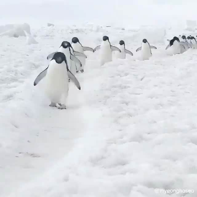 animalsのインスタグラム：「Welcome to penguin heaven 🐧🧊 Have you ever been to Antarctica? 🇦🇶  Videos by: @myeonghoseo」