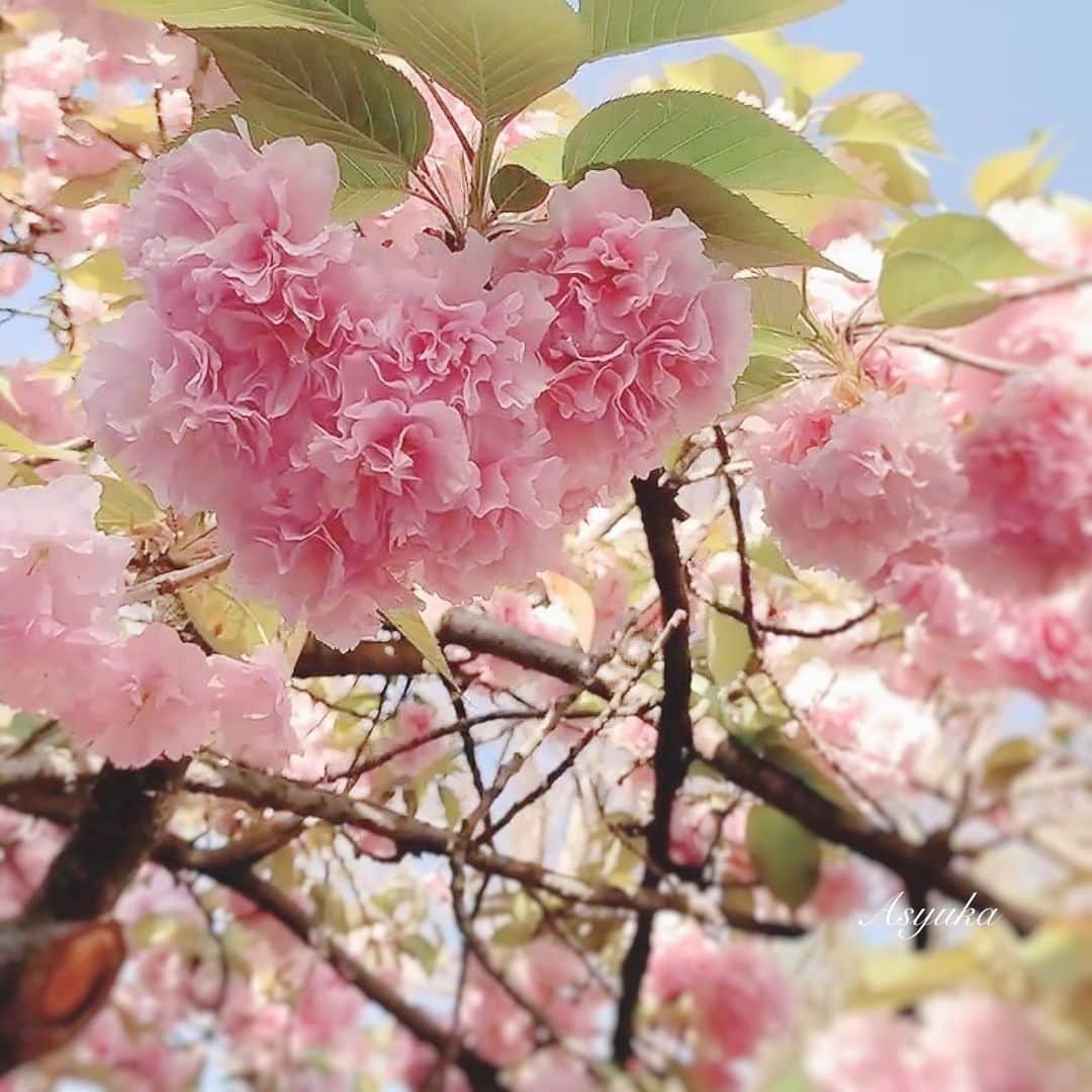 Yuka Kaedeのインスタグラム：「. . …♡ . . . . #_asyuka_ #八重桜 #tv_flowers #flowerstagra #flowerphotography #flowerlovers #myfloraldays #petalsandprops  #floralinspiration #moodforfloral #florallife #9vaga_shabbysoft9 #9vaga_flowersart9 #9vaga9 #japantrip #japanlife #beautifuljapan #jp_mood #japntravel」