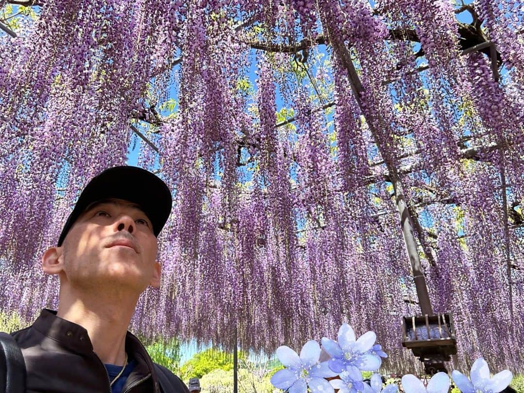 木山裕策さんのインスタグラム写真 - (木山裕策Instagram)「今日は憧れの「あしかがフラワーパーク」にやって来ました‼️」4月19日 12時31分 - kiyamayusaku
