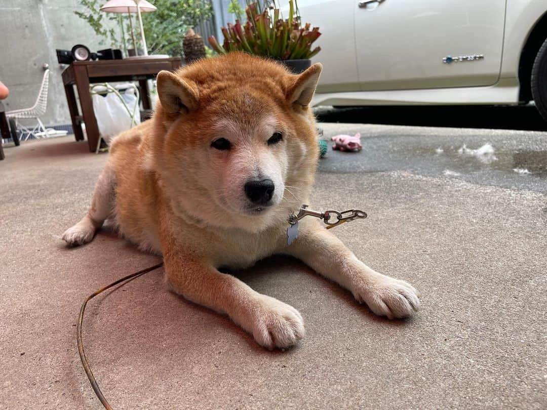 柴犬 たろのインスタグラム：「🌸 ハローハロー🐻僕、たろちゃん！  昨日、友達が タロが老衰で死んで、 埋めてるのを掘り返したら、 生き返った夢を見たそうです。🤣🐕🐶🌸  不死身すぎるやろー🐣  下半分が換毛終了して、 上半分がもう、どうなってるかわからない  今日のタロちゃんです💛 … ⚡︎ #shibainu #柴犬 #japanesedog」