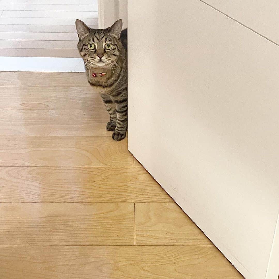 中野明海さんのインスタグラム写真 - (中野明海Instagram)「#箱猫メメ  謎の距離感、 相変わらずkeep  白い床側はキッチン  入っちゃダメなんて言ったことも無いのに 料理をしている間中 ギリギリのところで待ってます。。。なぜ  #最後鳴き声ありw #美声とは真逆😹  #猫　#距離感」4月19日 11時28分 - akeminakano__official